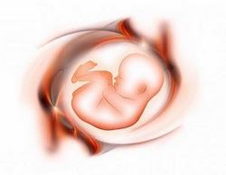 Беременность 2 недели. Развитие эмбриона и связь с миром