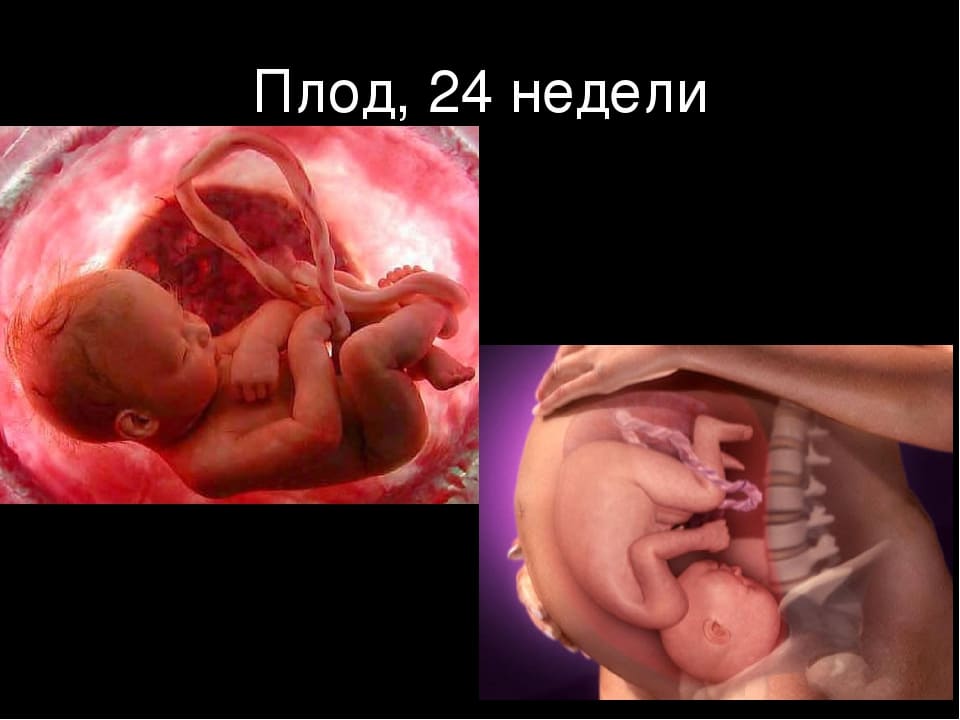Беременность 24 Недели Развитие Плода Фото
